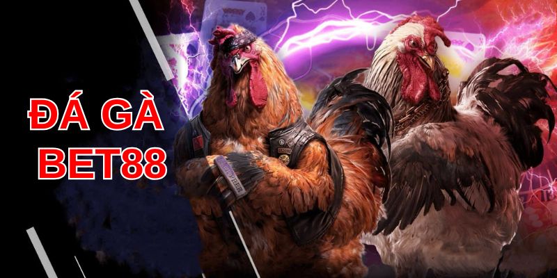 Hàng loạt ưu điểm nổi bật khi tham gia đá gà Bet88