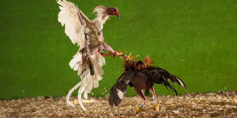 Nền tảng mang đến nhiều giải đấu đá gà sôi động