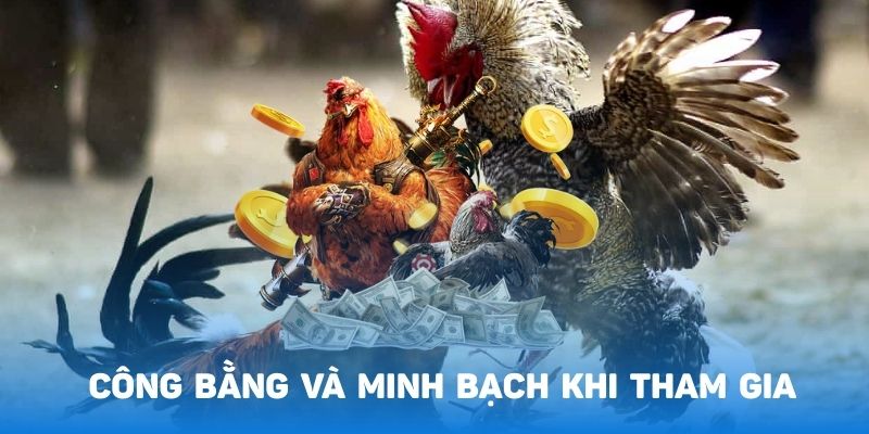 Sảnh đá gà 28 hoạt động an toàn và minh bạch 